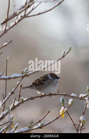 Un albero sparrow (Passer Montanus) arroccato su un ramo di Forsythia con neve in primavera Foto Stock
