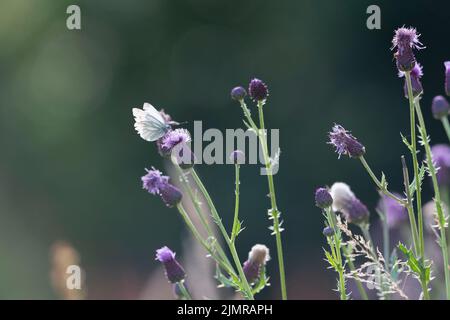 Una farfalla bianca verde-venata (Pieris Napi) che foraging in estate Sunshine sui fiori striscianti del Thistle (Arvense del Cirsium) Foto Stock