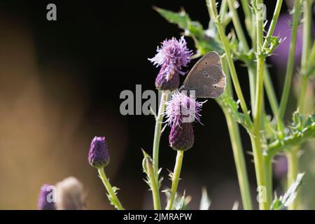 Una farfalla di Ringlet (Aphantopus Hyperantus) su una testa di fiore di Thistle strisciante (Arvense di Cirsium) in Sunshine contro uno sfondo scuro Foto Stock