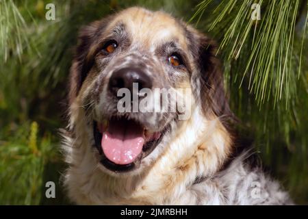 Un giovane di razza mista pup guarda attraverso uno spazio tra due assi di legno. Profondità di campo. Foto Stock