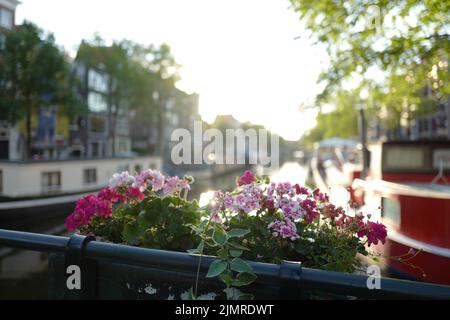 Splendidi fiori su un ponte nel quartiere Jordaan di Amsterdam Foto Stock