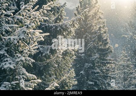 Bellissimo paesaggio invernale con neve che cade nella foresta di abete rosso Foto Stock
