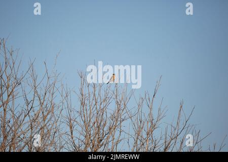 Il gheppio americano, noto anche come falco del passero, (Falco sparverius) guardando alla sua sinistra come si aggetta su un ramo di albero Foto Stock
