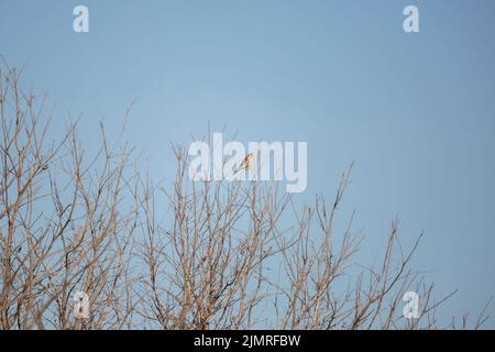 Il gheppio americano, noto anche come falco del passero, (Falco sparverius) guardando fuori come si siede completamente ancora su un ramo Foto Stock