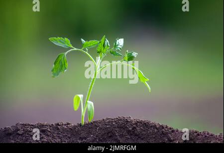 Pomodoro piantato nella terra. La pianta cresce nel suolo. Sfocato sfondo verde giardino. Foto Stock