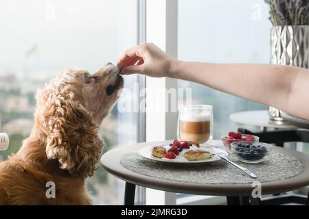 La mano femminile dà cibo al cane. Il cane mangia il cibo dalla sua mano sullo sfondo di un tavolo con una deliziosa colazione presso la finestra Foto Stock