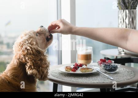 La mano femminile dà cibo al cane. Il cane mangia il cibo dalla sua mano sullo sfondo di un tavolo con una deliziosa colazione presso la finestra Foto Stock