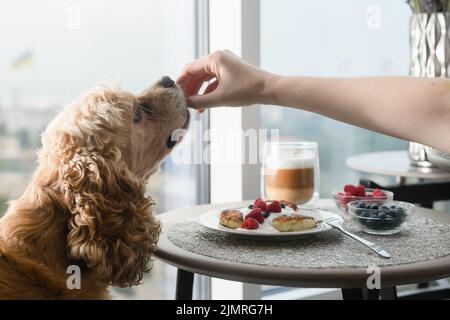 La mano femminile dà cibo al cane. Il cane mangia il cibo dalla sua mano sullo sfondo di un tavolo con una deliziosa colazione presso la finestra Foto Stock