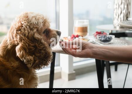 La mano femminile dà cibo al cane. Il cane mangia il cibo dalla sua mano sullo sfondo di un tavolo con una deliziosa colazione presso la finestra Foto Stock