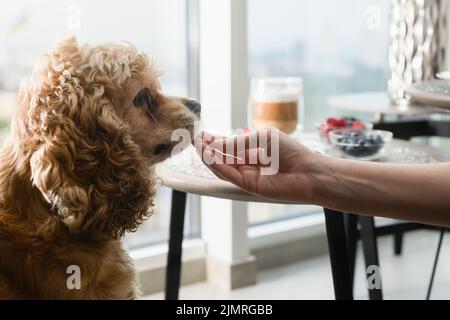 La mano femminile dà cibo al cane. Il cane mangia il cibo dalla sua mano sullo sfondo di un tavolo con una deliziosa colazione presso la finestra Foto Stock