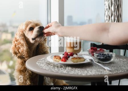 La mano femminile dà cibo al cane. Il cane mangia il cibo dalla sua mano sullo sfondo di un tavolo con una deliziosa colazione presso la finestra Foto Stock