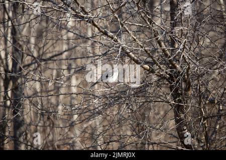 Curioso mockingbird settentrionale (Mimus poslyglottto) arroccato su un ramo di albero Foto Stock