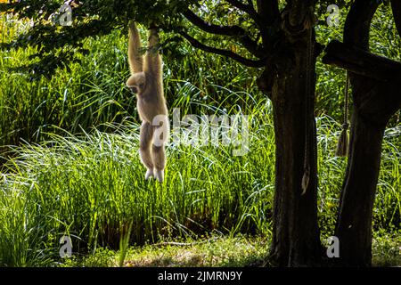 Gibbone LAR, aroung di larice di Hylobates Foto Stock