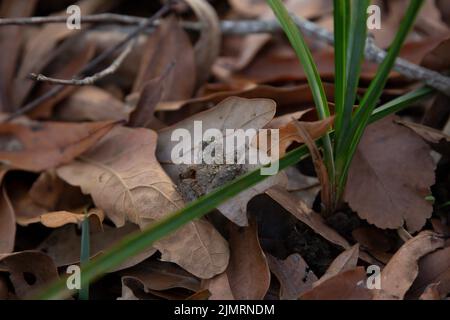 Piccola rana di cricket settentrionale (Acris crepitans) su una foglia marrone, rivolta a sinistra Foto Stock