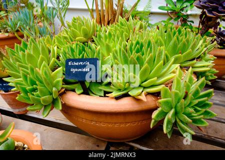 Echeveria agavoides, pianta succulenta. Foto Stock
