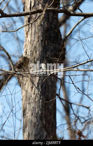 Eastern phoebe (Sayornis phoebe) guardando fuori dal suo persico su un arto albero Foto Stock