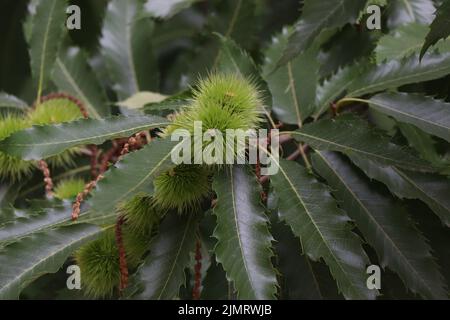 Mulino Castanea sativa. Castagno dolce. Ramo di castagno spagnolo Foto Stock