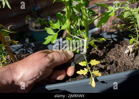 Uomo che taglia le foglie morte da una pianta di pomodoro con taglierine da giardino. Fai crescere il tuo concetto Foto Stock