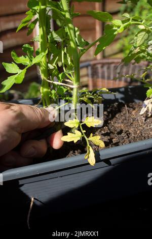 Uomo che taglia le foglie morte da una pianta di pomodoro con taglierine da giardino. Fai crescere il tuo concetto Foto Stock