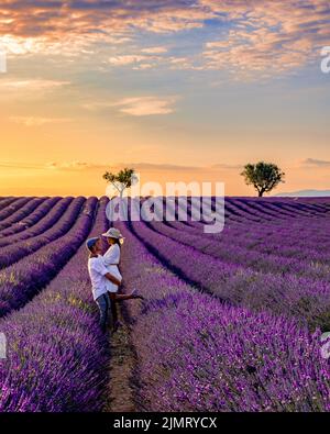 Provenza, campo di lavanda al tramonto, Altopiano di Valensole Provenza Francia fioritura campi di lavanda Foto Stock