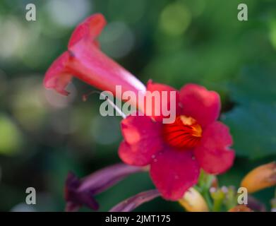 Primo piano dettagliato di una bignonia rossa fiorita (bignonia capensis o Tecomaria capensis) Foto Stock