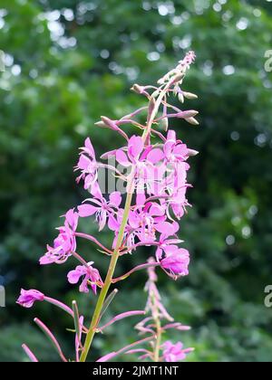 Primo piano di una pianta di willowherb rosa fiorente anche conosciuta come l'erbaccia con uno sfondo verde sfocato Foto Stock