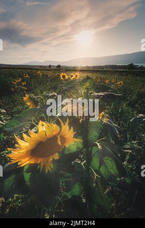 Uno scatto verticale di un bel campo di girasole con sole luminoso Foto Stock