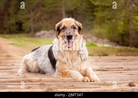 Cane grande sdraiato all'aperto sui tronchi di legno del ponte Foto Stock