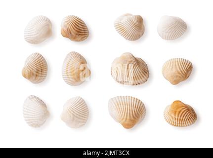 Set di gusci di cockle comuni isolati su sfondo bianco. Conchiglie vuote di Cerastoderma Edulo nero. Conchiglie di molluschi bivalvi marini. Foto Stock