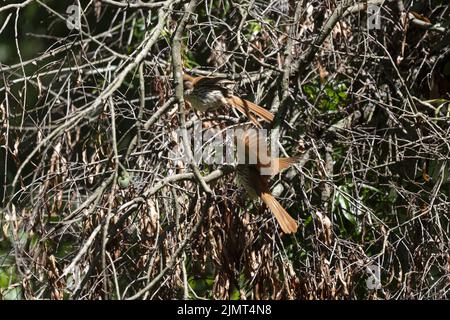 Coppia di thrashers marroni (Toxostoma rufum), un atterraggio su un arto di albero caduto dove un altro è già arroccato Foto Stock