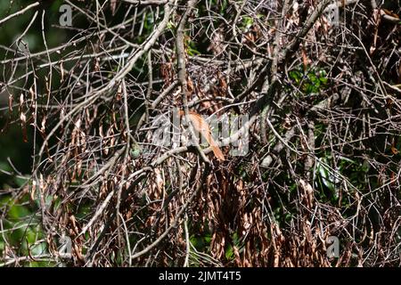 thrasher marrone (Toxostoma rufum) foraging su un arto albero caduto Foto Stock