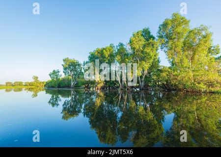 Alberi riflessi nell'acqua all'alba, acque Gialle Billabong, Parco Nazionale di Kakadu, territorio del Nord, Australia Foto Stock