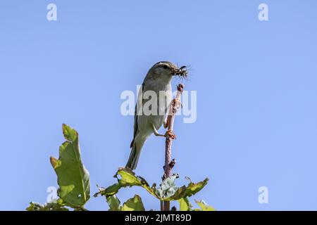 Sedge trillo Foto Stock