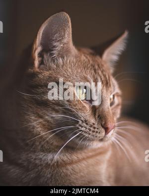 Uno scatto verticale di un gatto zenzero europeo Shorthair che sta guardando Foto Stock