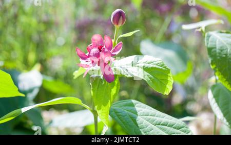 Primo piano della fioritura estiva Calicanthus 'Afrodite' - Sweetshrub 'Afrodite'. Foto Stock