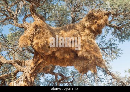 Tessitore socievole, Phileatarius socius, grande nido comunale in albero, Parco Nazionale Etosha, Namibia Foto Stock