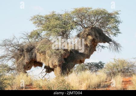 Tessitore socievole, Phileatarius socius, grande nido comunale in albero, Namibia Foto Stock