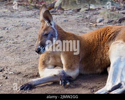 Rilassato non-chalant maschio Red Kangaroo in una posizione tranquilla e rilassata. Foto Stock