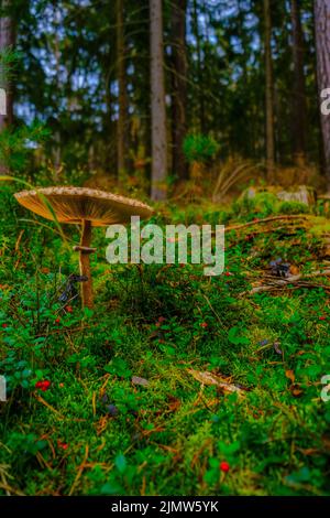 Primo piano di funghi in cespugli di bacche in una foresta di abete rosso. Collezione di funghi e bacche della foresta. Sfondo naturale della foresta Foto Stock