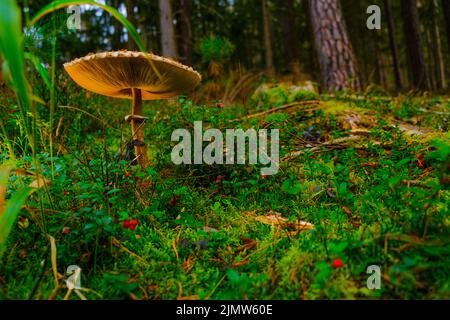 stagione dei funghi. Primo piano di funghi in cespugli in una foresta di abete rosso.raccolta di funghi e bacche della foresta.funghi commestibili e non commestibili.Naturale Foto Stock