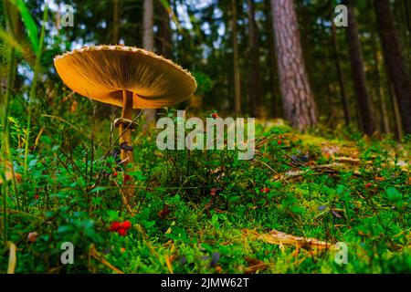 stagione dei funghi. Primo piano di funghi in cespugli di bacche in una foresta di abete rosso. Raccolta di funghi e bacche della foresta. Funghi commestibili e non commestibili Foto Stock