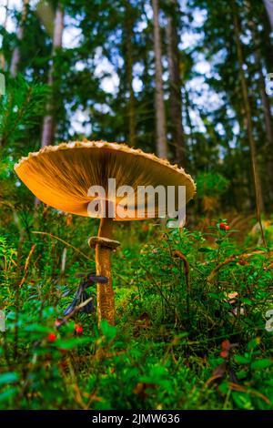 stagione dei funghi. Funghi close-up in cespugli di bacche.raccolta di funghi e bacche della foresta.funghi commestibili e non commestibili.Foresta naturale Foto Stock