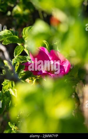 Un'immagine verticale di un bel fiore rosa rosa rosa dell'anca catturato da dietro le foglie verdi Foto Stock