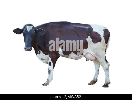 Mucca galiziana friesiana che guarda la macchina fotografica su sfondo bianco Foto Stock