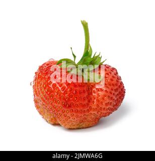 Fragole intere rosse mature con gocce d'acqua isolate su sfondo bianco Foto Stock