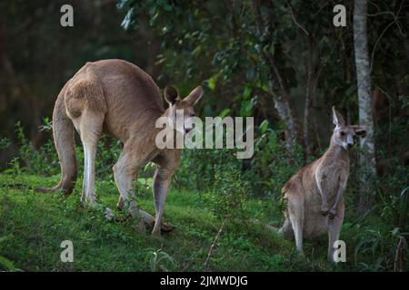 Eastern Grey Kangaroo (Macropus giganteus) maschio e femmina alle paludi Tamba di Tinchi, Queensland, Australia Foto Stock