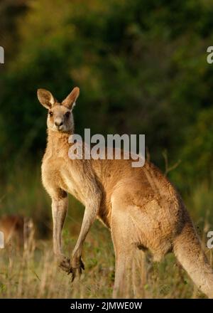 Grande canguro grigio orientale maschio (Macropus giganteus) nelle paludi di Tinchi Tamba, Queensland, Australia Foto Stock