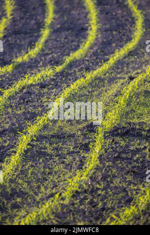 Campo di fattoria con file di giovani germogli di mais su un campo di mais, paesaggio rurale di campagna con piante di mais germinato fresco Foto Stock