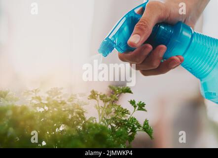 L'acqua manterrà la pianta che cresce in modo sano. Un ragazzo giovane irriconoscibile che innaffia alcune piante a casa. Foto Stock