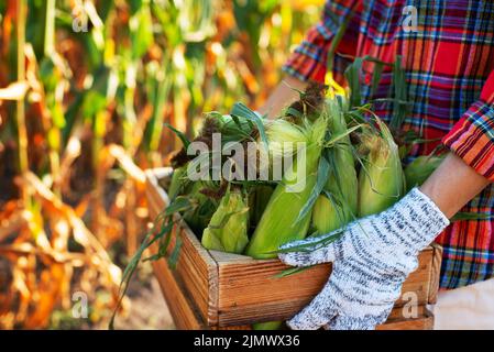 L'operaio di fattoria femminile tiene la cassa di legno con le pannocchie di mais Foto Stock